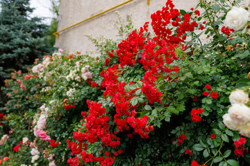 A wall of red flowers with pink flowers in the background, landscaping concept