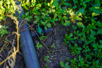 green hose is laying on the ground next to some plants