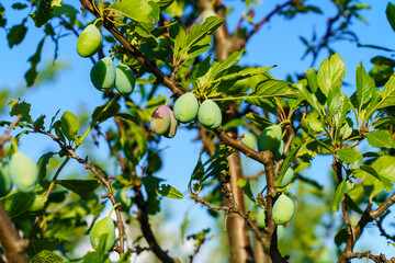 A tree with green leaves and plums hanging from it