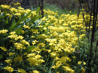 黄色いオキザリス