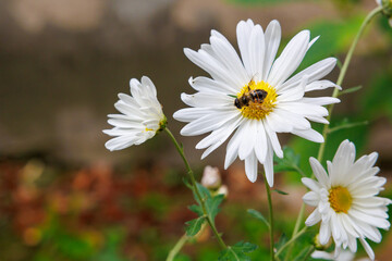 A white flower with a bee on it © Iurii Gagarin