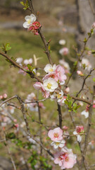 春に咲く木瓜・ボケの花