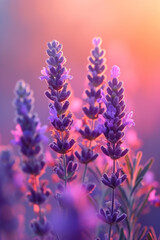 Obraz premium Purple Lavender flower in the mist and fog, vertical background