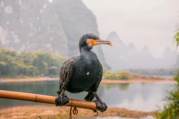 Crédence de cuisine en verre imprimé Guilin A cormorant bird sitting on the stick in Xing Ping village, Guilin, China