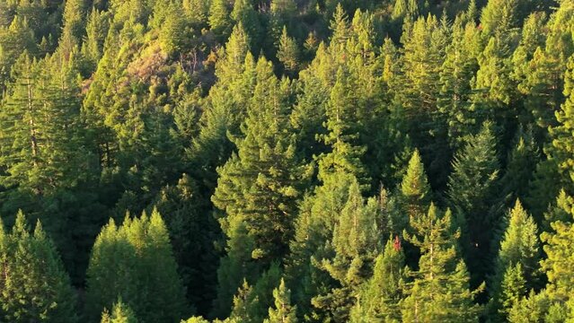 Overhead show of evergreen woods of Redwood National and State Parks in morning light, California, USA. Sun rays shining tree tops. Drone flying over wild pine forest. Wildness landscape, 4k footage 