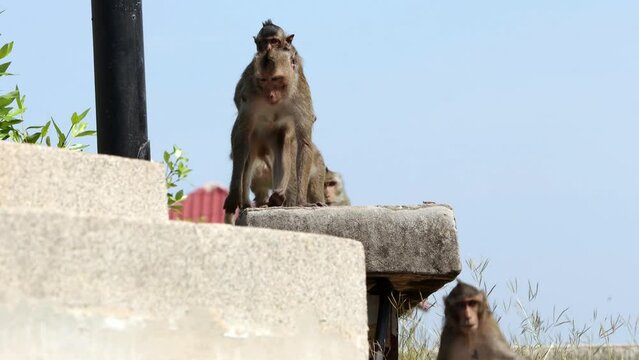 A troop of macaques crosses the way