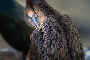 2024-01-08 A SHOT FROM THE BACK OF A CORMORANT PREENING WITH SELECTIVE FOCUS ON ITS HEAD AND BEAK WITH A BLURRED BACK AND BODY AT THE LA JOLLA COVE NEAR SAN DIEGO CALIFORNIA