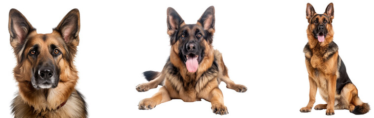 Fototapeta premium German Shepherd on Invisible Background