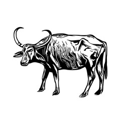 sketch of a buffalo with a transparent background