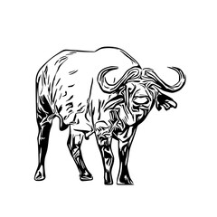 sketch of a buffalo with a transparent background
