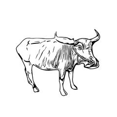 sketch of a buffalo with a transparent background