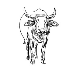 sketch of a buffalo with a transparent background