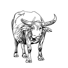 sketch of a buffalo with a transparent background