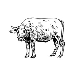 sketch of a buffalo with a transparent background
