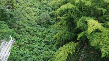 aerial images of natural green guaduas of Quindio