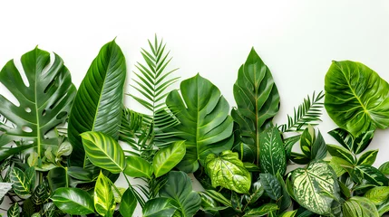 Fotobehang green leaves background,Green leaves of tropical plants bush © saeed