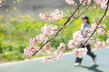 벚꽃이 핀 공원에 산책하는 사람들 - obrazy, fototapety, plakaty
