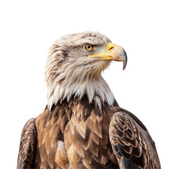 Obraz premium A giraffe eagle with a Transparent Background and a yellow beak