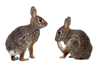Two rabbits, possibly eastern cottontails (Sylvilagus floridanus) but please check with an expert. Transparent PNG cropped photo assets . Original photos by me on Lido Key, Florida. - obrazy, fototapety, plakaty