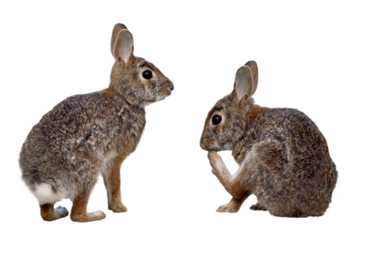 Two rabbits, possibly eastern cottontails (Sylvilagus floridanus) but please check with an expert. Transparent PNG cropped photo assets . Original photos by me on Lido Key, Florida.