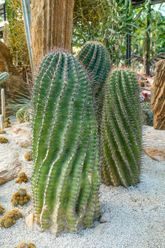 Tall full cacti Ferocactus hamatacanthus, Turks head cactus. Its beautiful shape, green color, red thorns hooks and flower buds.