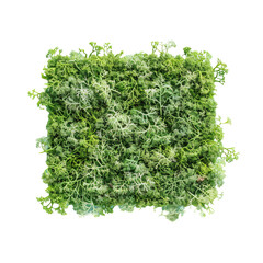 Obraz premium Green square of plants on Transparent Background