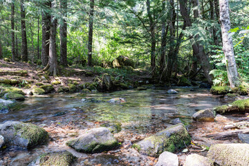 Stream going through the forest Chilliwack lake Park tree trunk