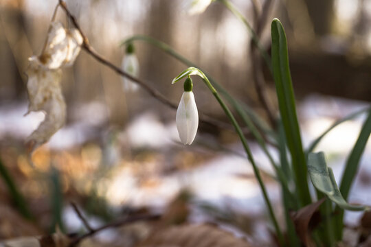 Snowdrop flower growing in the forest at early spring, soft focus. Fresh spring vibe. Nature backgrounds. selected focus. New life