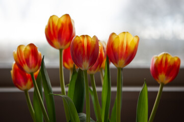 red and yellow tulips