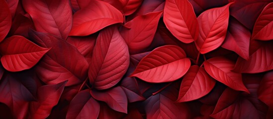 Striking red leaves create a stunning background suitable for wallpapers or backdrops, ideal for adding a pop of color - obrazy, fototapety, plakaty