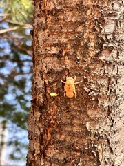 the bark of cicadas on the tree