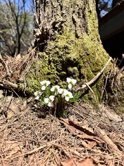 flowers blooming near the roots of a tree
