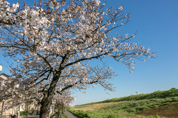 Fototapeta premium 江戸川河川敷緑地（千葉県市川市大和田５丁目）