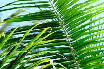 palm leaf background