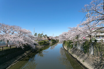 真間川の桜（千葉県市川市八幡5丁目8付近）