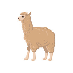 Fototapeta premium vector drawing llama, animal isolated at white background, hand drawn illustration
