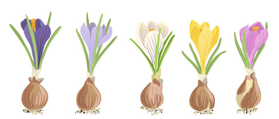 crocuses of different colors, spring flowers with bulbs, vector drawing wild plants at white background, floral elements, hand drawn botanical illustration