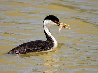Western Grebe Feeding on Fish at Bear River