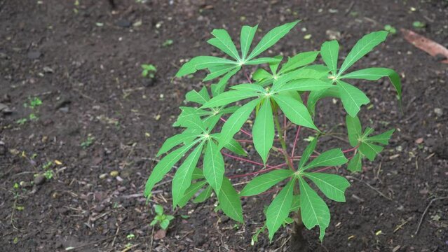 Cassava plants on the ground. Cassava leaves move slowly in the wind