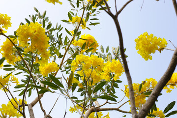 Silver trumpet tree, Tree of gold, Paraguayan silver trumpet tree