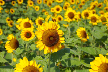 Blooming sunflower fields. Beautiful yellow flower