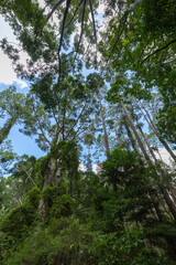 Pine trees at Central Station camping area on the sand island of K’gari (Fraser Island), Queensland, Australia