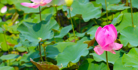 Pink lotus flower in pond with green leaves. Lotus lake, beautiful nature background.