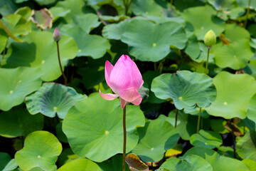 Pink lotus flower blooming in pond with green leaves. Lotus lake, beautiful nature background.