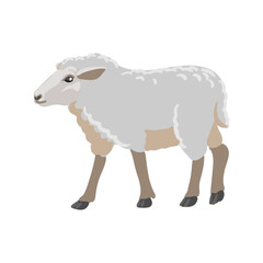vector drawing grey sheep, farm animal isolated at white background, hand drawn illustration - 774561024