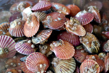 Red scallops