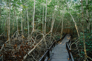 wooden path in the middle of a mangrove forest