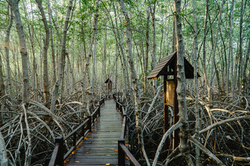 wooden path in the middle of a mangrove forest