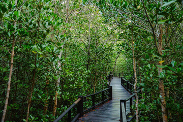 wooden path in the middle of a mangrove forest