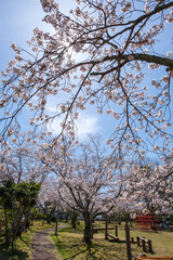 桜
